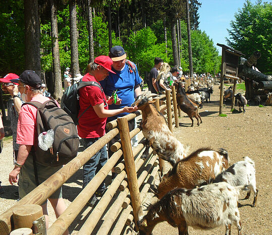 Besucher im Wildpark. Zwei Männer füttern Ziegen über einen Zaun des Tiergeheges.